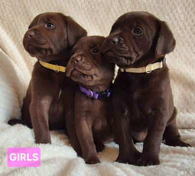 Exceptional KC Reg Chocolate Labrador Puppies