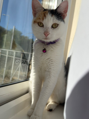 3 year old female cat Looking for a New Home