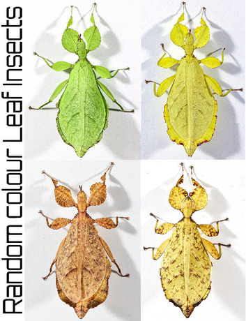 Two mixed colour nymphs Phyllium Leaf stick insect, 2-4 weeks old
