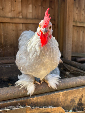 Pekin Bantam Rooster