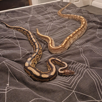 Royal (ball) pythons plus vivs &pound;100 EACH