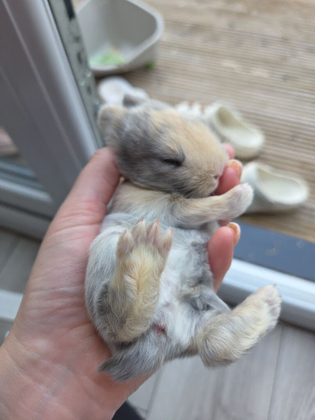 Baby Bunnies