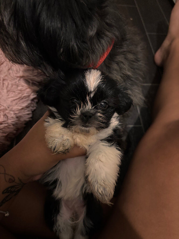 Shihtzu X Pomeranian Puppies