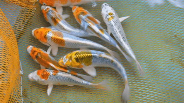 2 YYILOUG KOI AND 4 GOLD FISH ETC