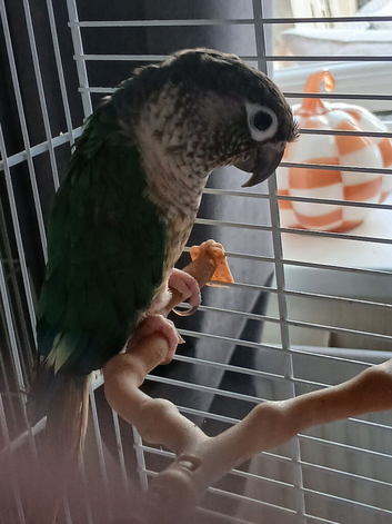 Male conure with cage