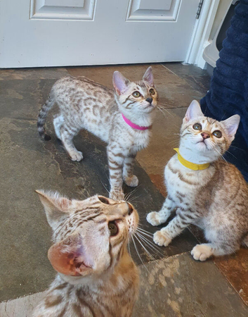 Very Beautiful TICA Registered Bengal Kittens.