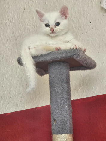 Pure white kitten