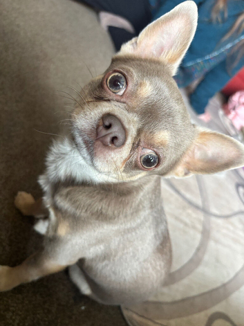 Lilac Chihuahua for Stud