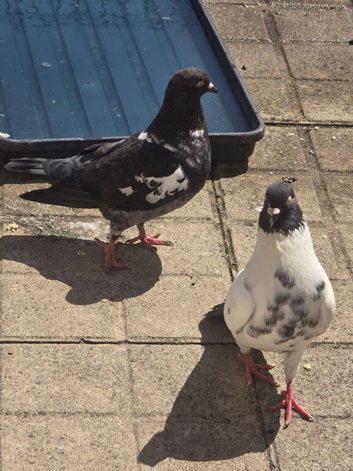 Afghani pigeons in Southall