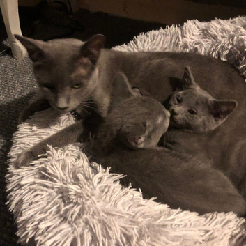 Beautiful Pedigree Russian Blue kittens