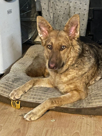 Full German shepherd puppies
