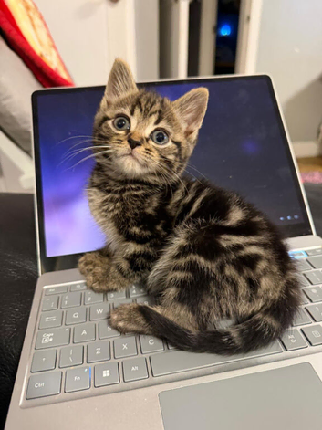 Beautiful kittens