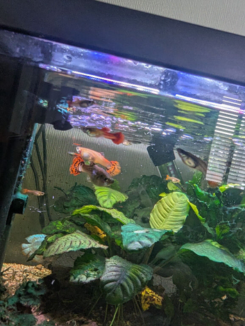 Got a few Guppy's for free.
