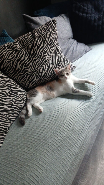 6 month old female kitten