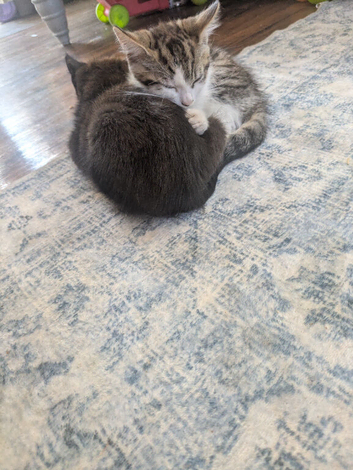 Kittens for sale