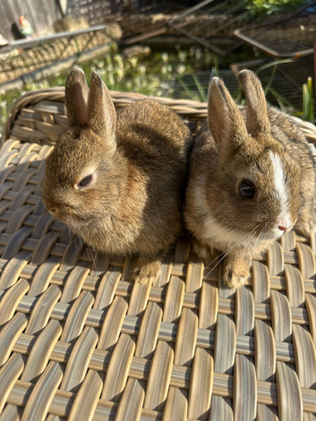 2 pretty female Netherlands dwarf sisters.