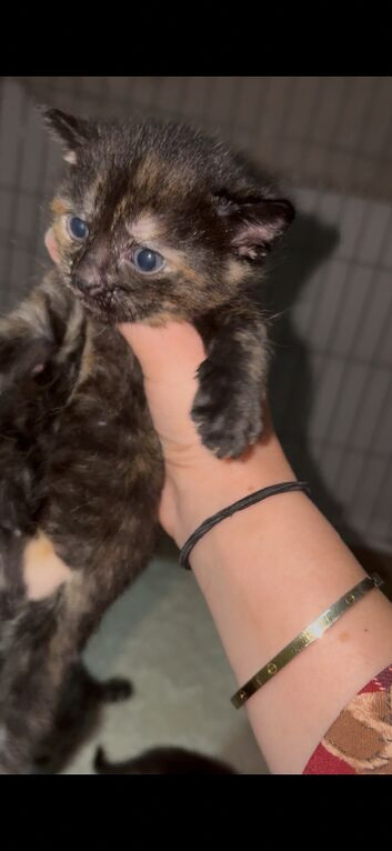 Girl Kitten tabby mix
