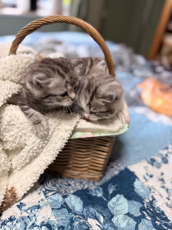 Persian