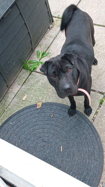 Female 1.5 years old