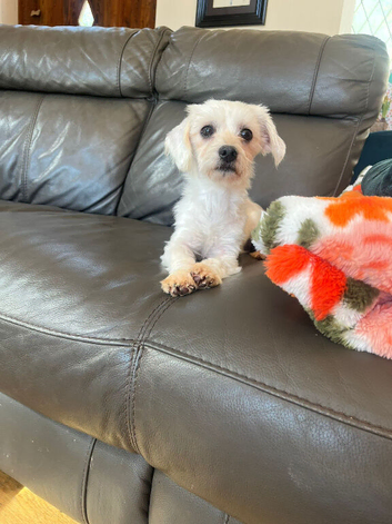 One year old Maltese