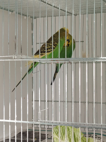 Budgies