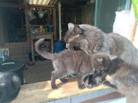 1 boy 1 girl left chocolate tabby