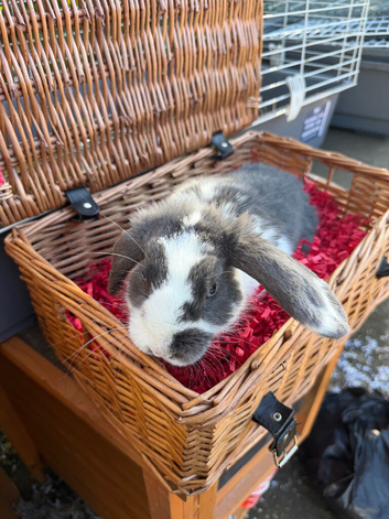 Male lops for sale - UNNEUTEREF