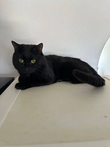 Kittens to be rehomed