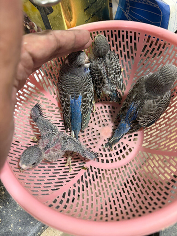 Young Budgies