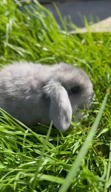 Mini lop baby boy ready for adoption!