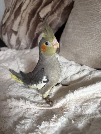 Baby cocktail