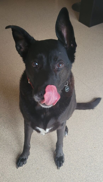 German shepherd