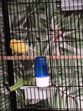 Waterslager canaries