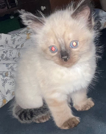 Beautiful Ragdoll female