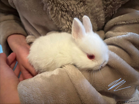 bunnys for sale