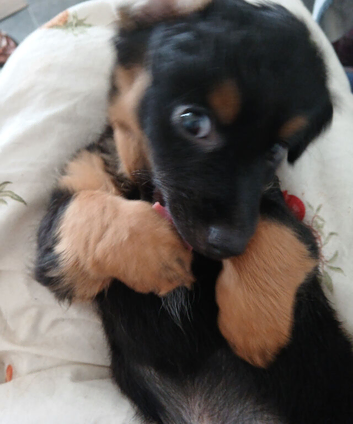 2 boys still.looking for loving new homes.