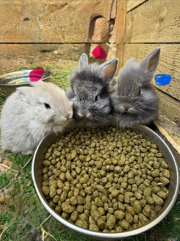 Baby rabbits