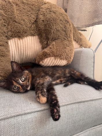 Female Kitten