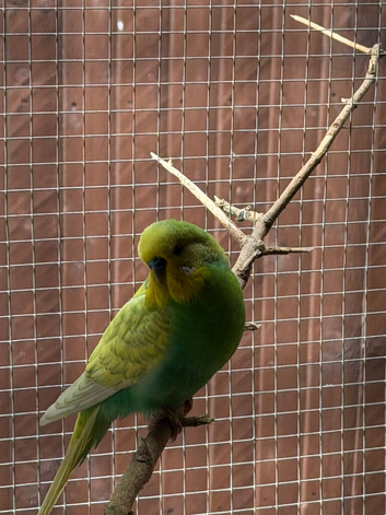 Budgies for sale