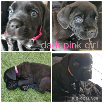 3 beautiful cane corso puppies