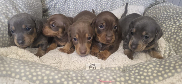 Miniature Dachshund puppies