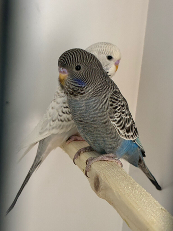 Blackface budgie