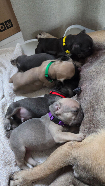 Frenchies