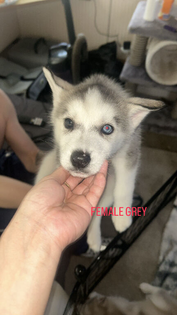 PURE SIBERIAN HUSKY PUPPIES