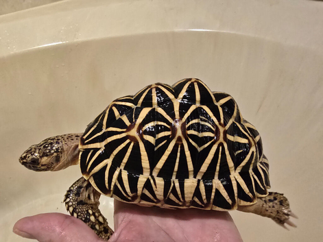 Male Sri Lanka star tortoise