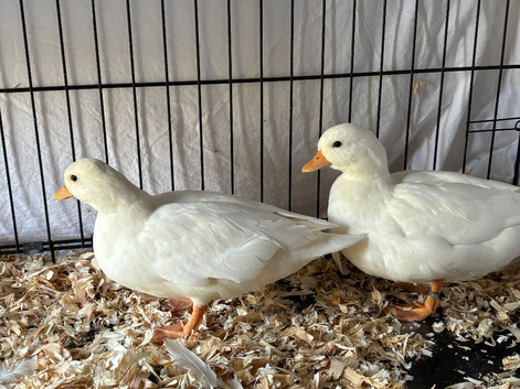 Two white call duck females