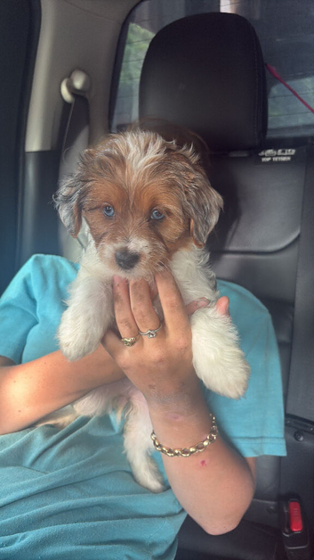 5 beautiful merl puppies