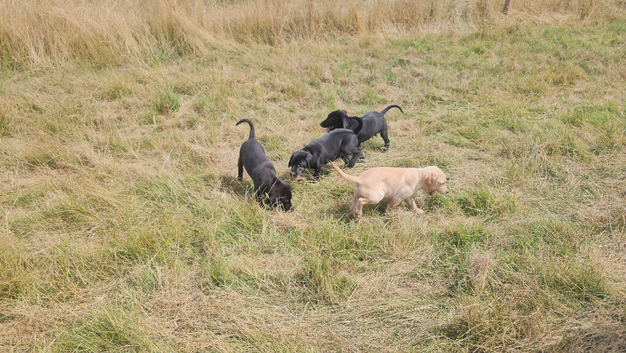 Litter Of KC Puppies (2 black boys left)
