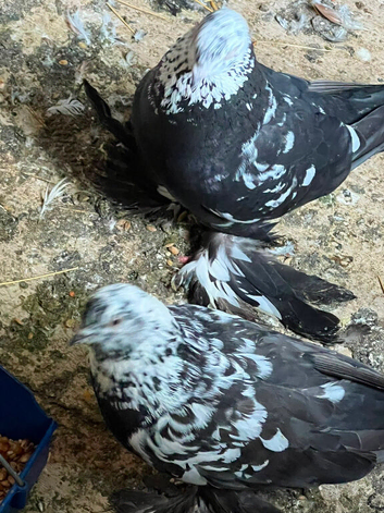 domestic fancy pigeon,