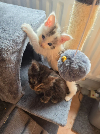 TICA REGISTERED STUNNING KITTENS